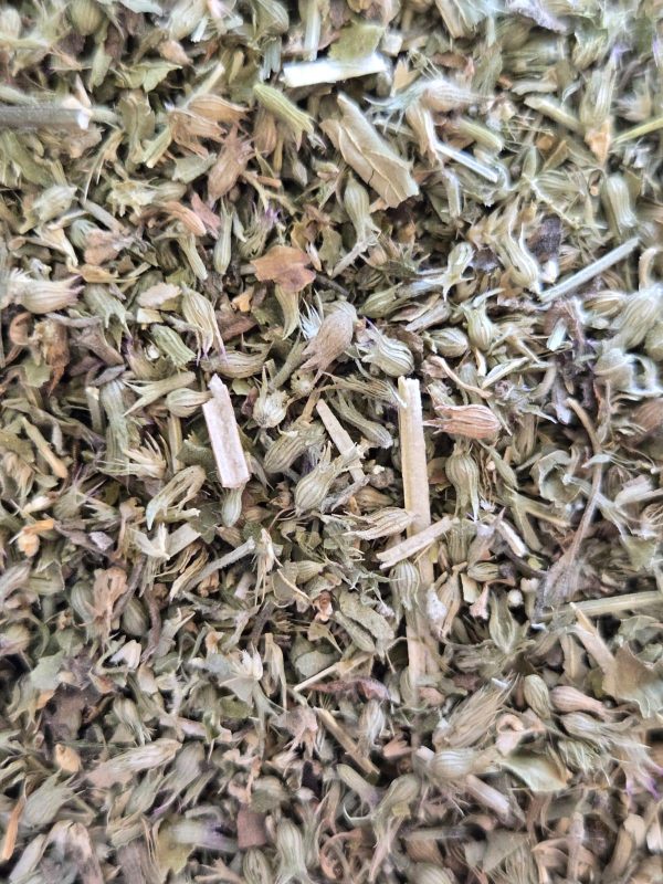 Catnip (Nepeta cataria)
