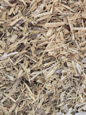 Eleuthero Root (Eleutherococcus senticosus)