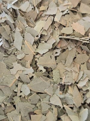Eucalyptus Leaf (Eucalyptus globulus)