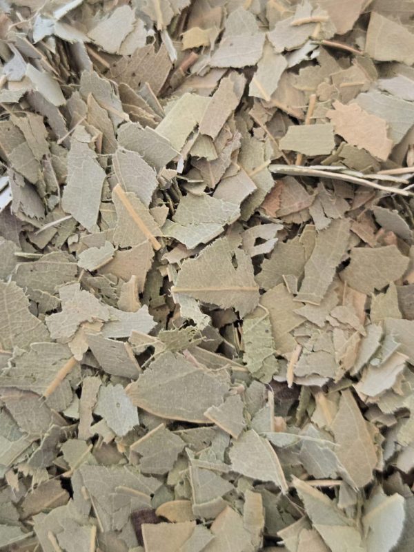 Eucalyptus Leaf (Eucalyptus globulus)