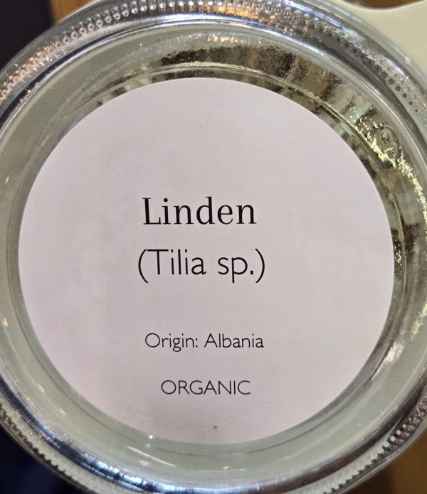 Linden (Tilia cordata) - Image 2