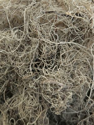 Usnea Lichen (Usnea barbata)