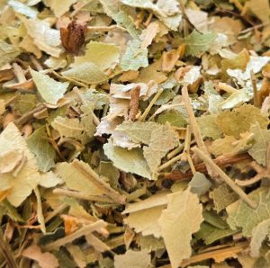 Linden (Tilia cordata)