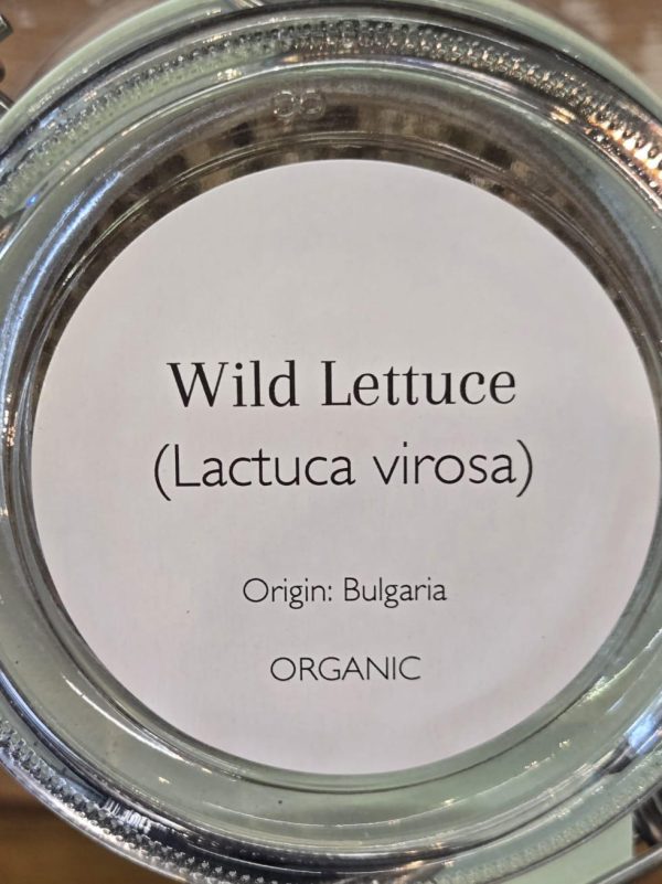Wild Lettuce (Lactuca virosa) - Image 2