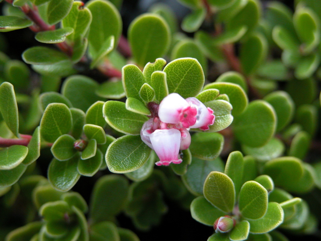 Uva Ursi