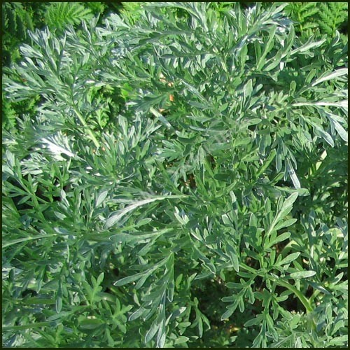 Wormwood